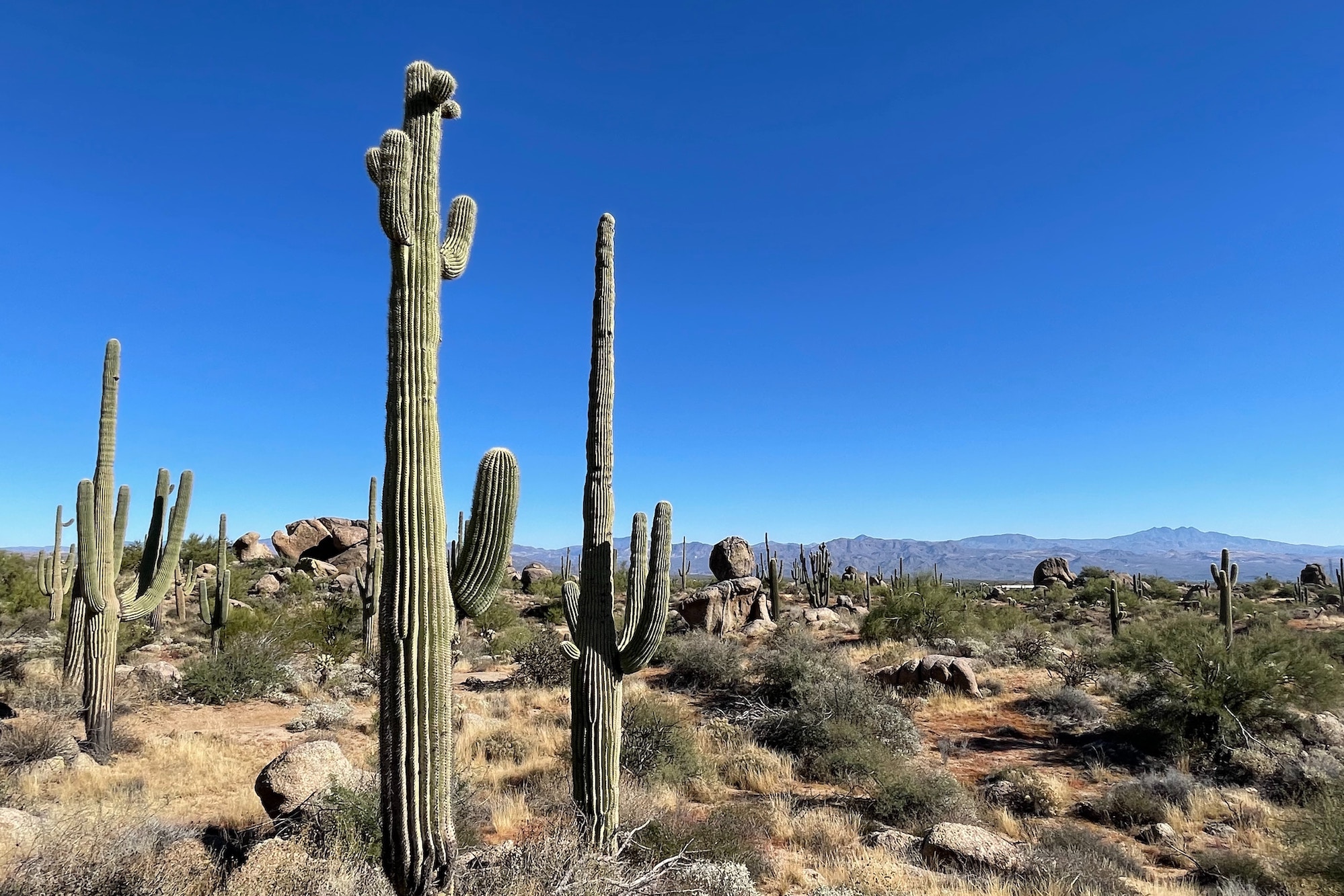 Cactus in the Desert