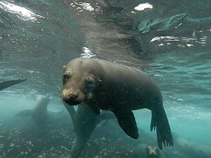 SeaLion-bird island- rocky point