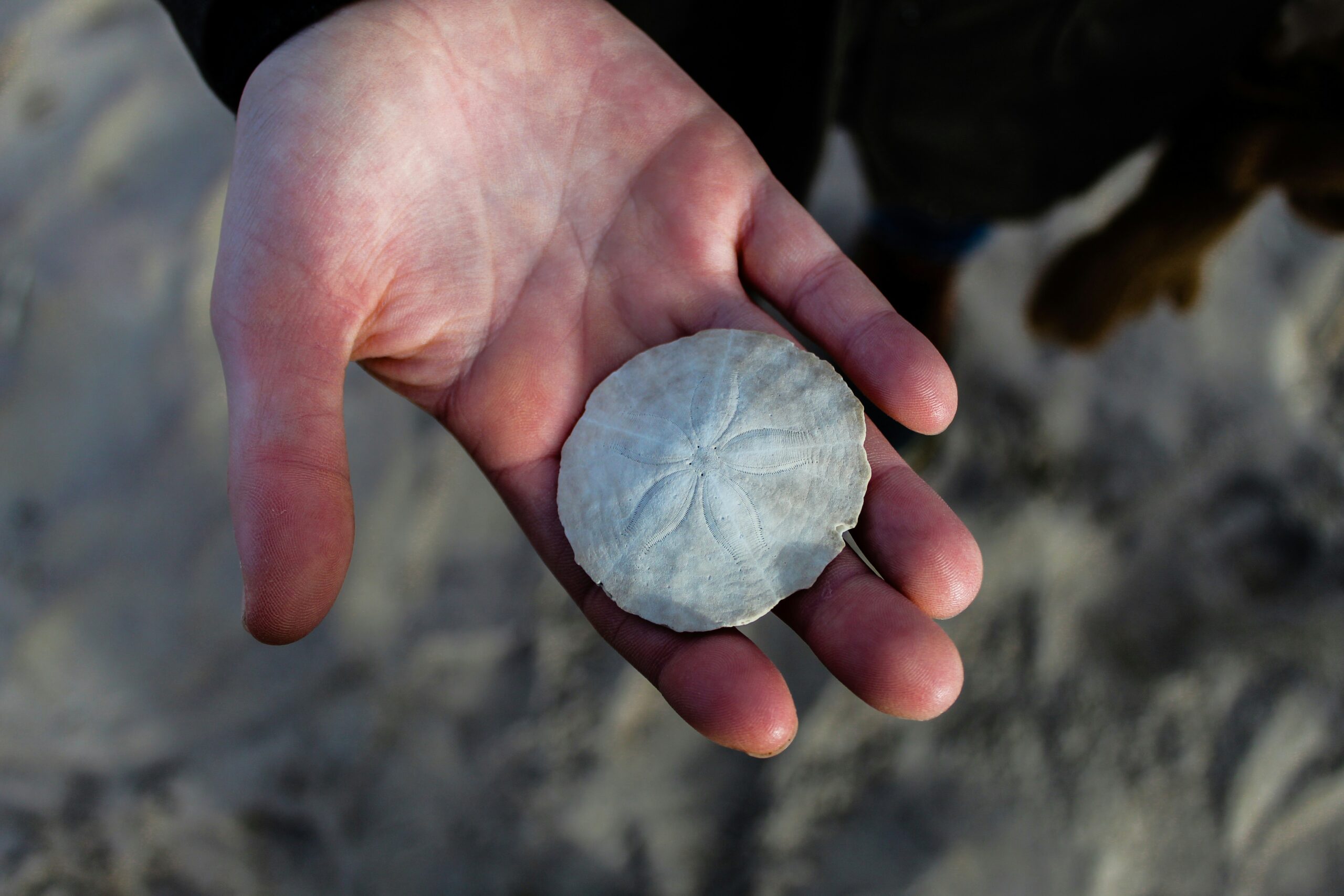 sand dollar in hand